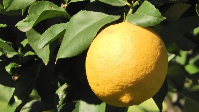Lemon Meyer
