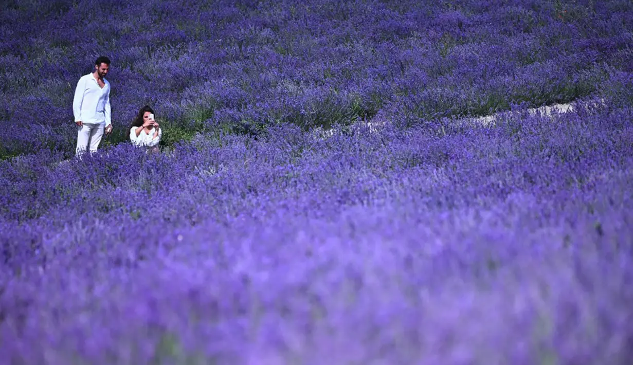 Seorang wanita berswafoto di ladang lavender di Sale San Giovanni, Cuneo, Italia, 29 Juni 2021. Bunga lavender bermekaran menyajikan pemandangan yang indah. (MARCO BERTORELLO/AFP)