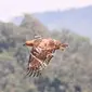 Ragil si elang jawa yang baru dilepasliarkan di Gunung Halimun Salak pada peringatan HUT ke-77 RI. (dok. Biro Humas KLHK)