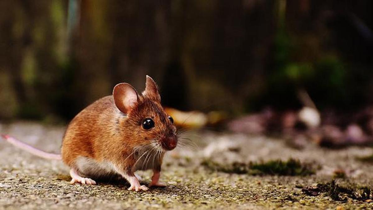 Tikus