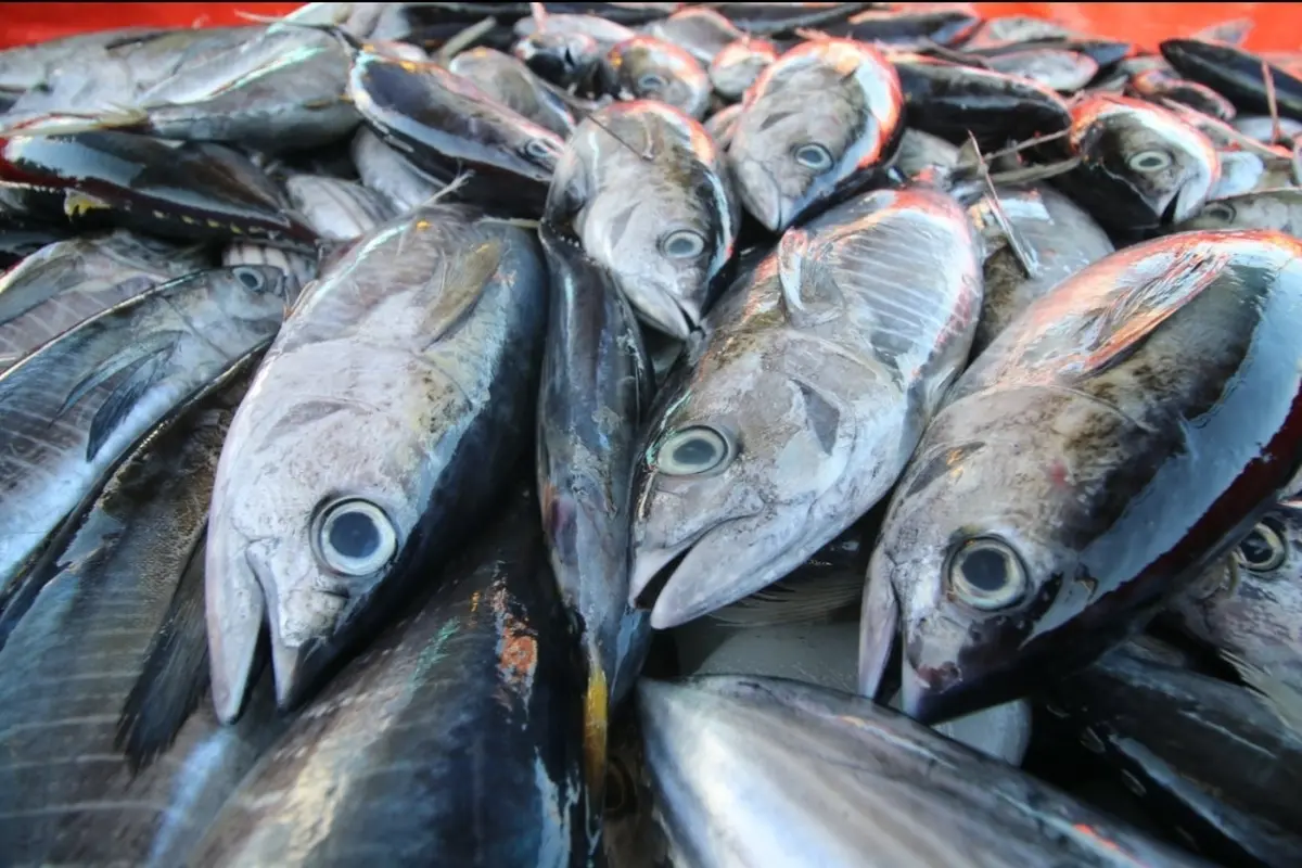 Ikan Tuna