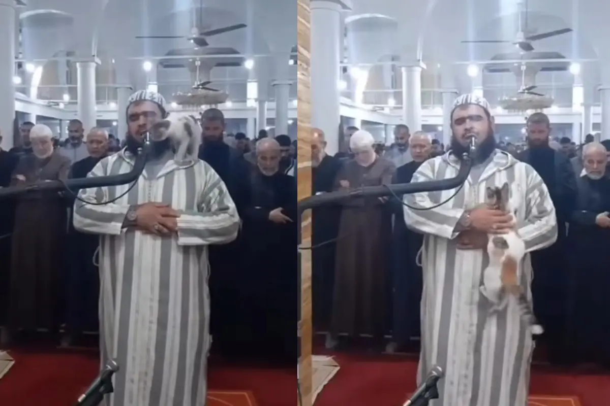 Kucing Naik ke Pundak Imam