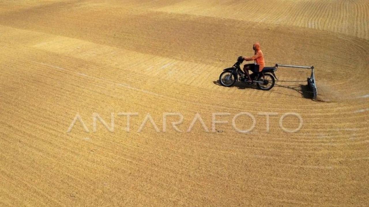 Pengamat Tekankan Penguatan Infrastruktur Bulog Hadapi Puncak Panen Raya 2026