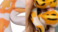 Telahir dengan Corak Emoji Senyum, Ular Unik Ini Dijual Rp 86 Juta