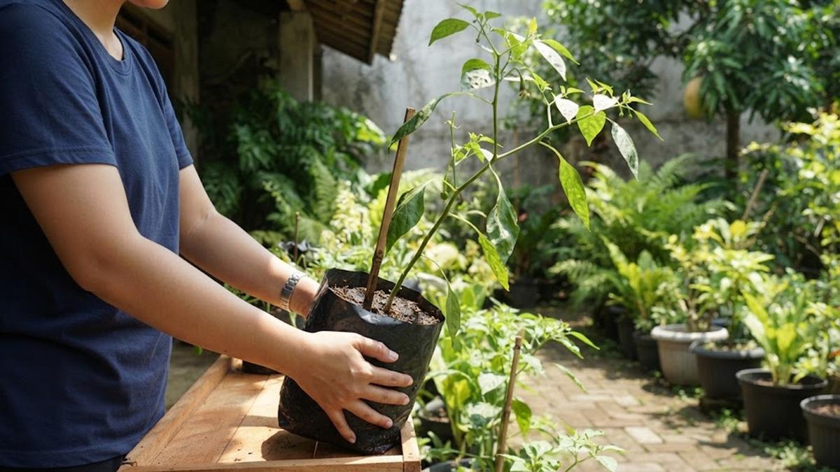 Mengatasi Cabai Subur Tetapi Jarang Berbuah
