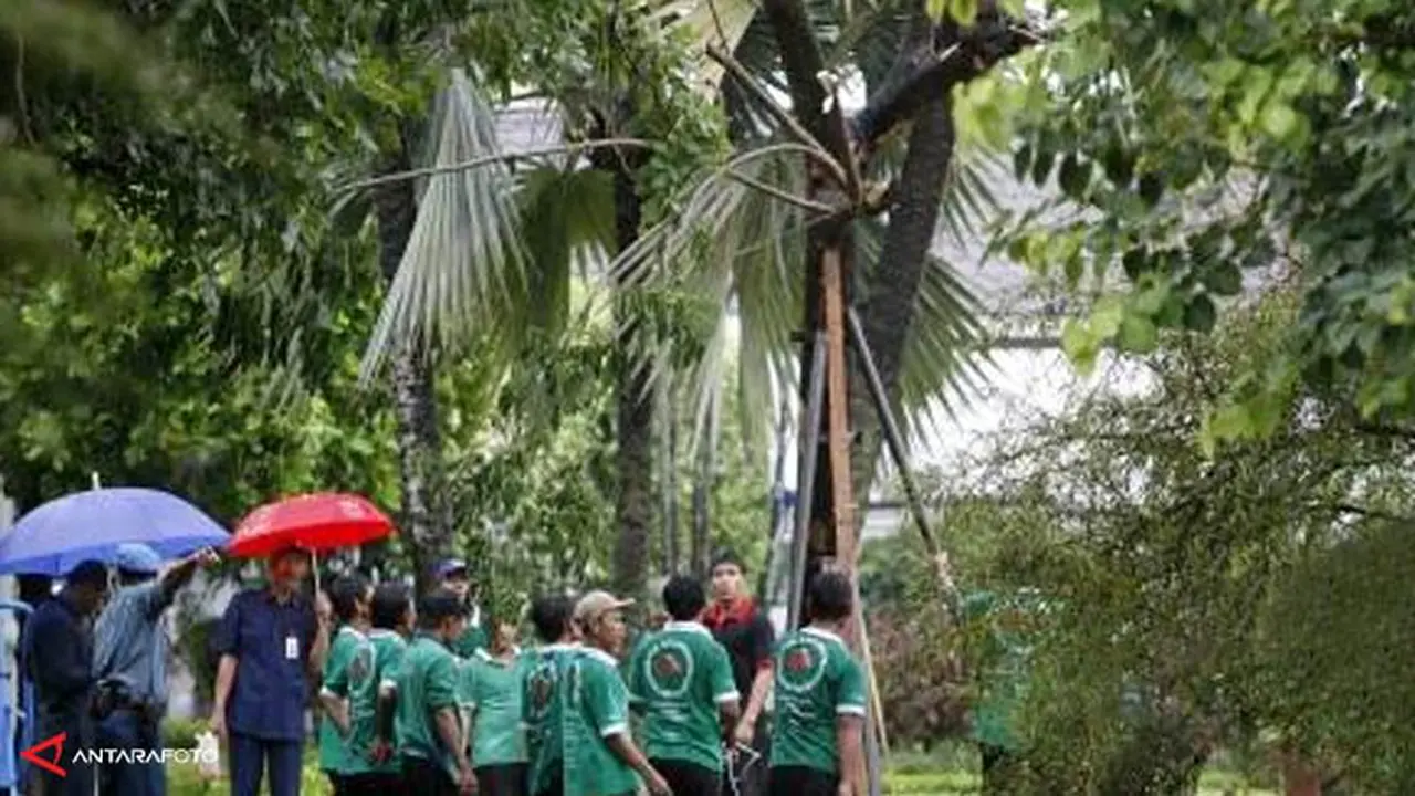 pohon-130917a.jpg
