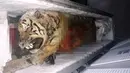 Bangkai seekor harimau yang tersimpan di dalam freezer atau mesin pembeku di sebuah rumah di Provinsi Nghe An, Vietnam, (20/3). Lima bangkai harimau jenis Indochina tersebut telah disita aparat kepolisian setempat. (AFP/STR)