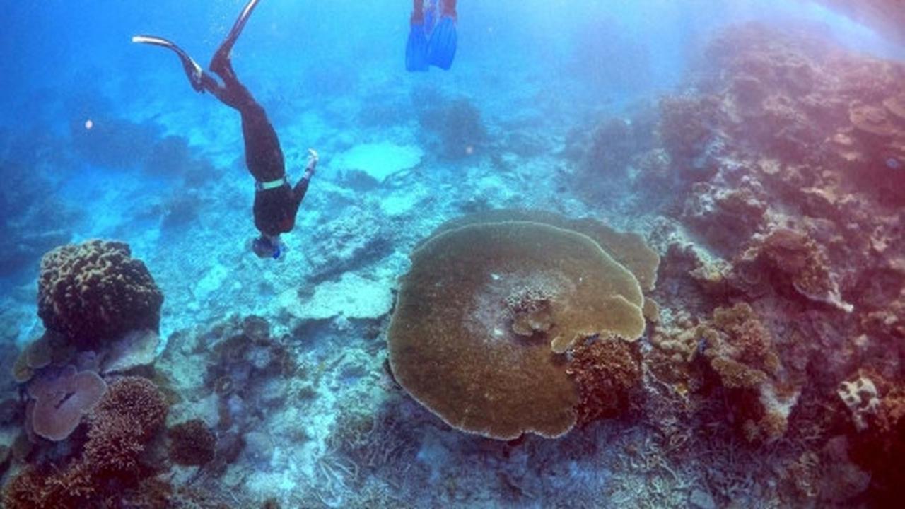 Melihat ribuan terumbu karang rusak parah di laut Queensland