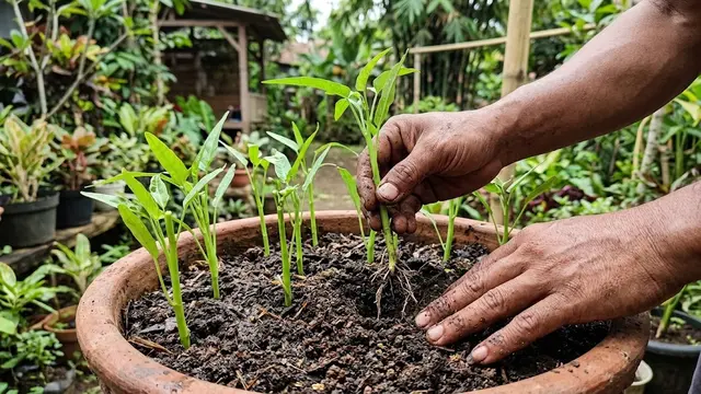 Menanam Kangkung di Pot