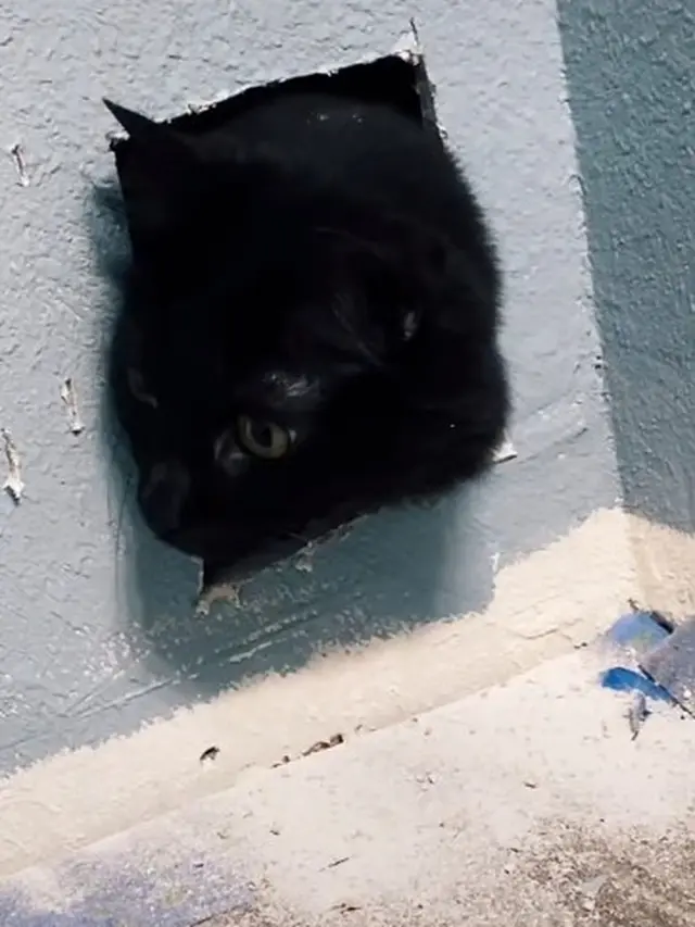 Dikira Hilang, Kucing Ini Ternyata Terjebak di Balik Tembok