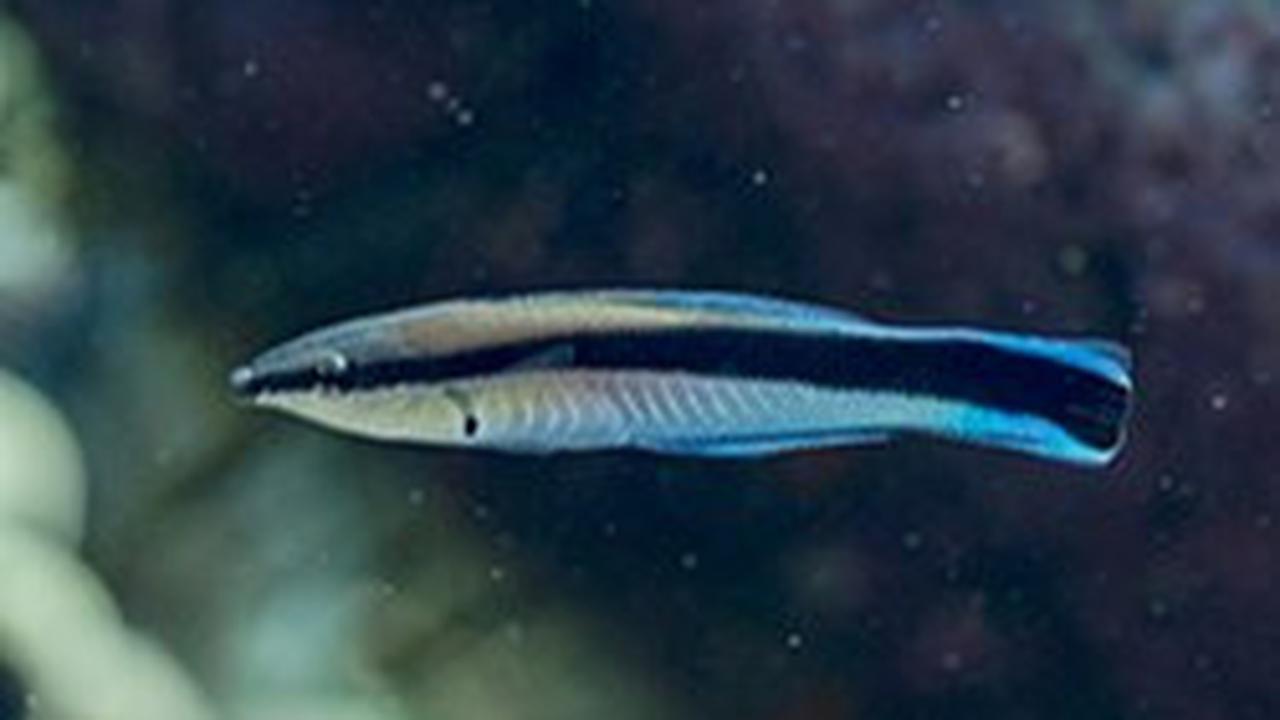 Ikan Dokter