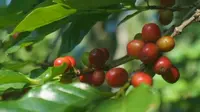 Konsumi Kopi Dunia Diperkiran Meningkat hingga Lima Persen