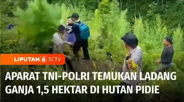 TIim Gabungan Kodim Pidie bersama Polres Pidie berhasil menemukan lahan tanaman ganja seluas 1,5 hektar. Dari penemuan di lereng perbukitan hutan Pidie, Aceh, didapati sekitar 1.500 batang ganja berbagai ukuran.