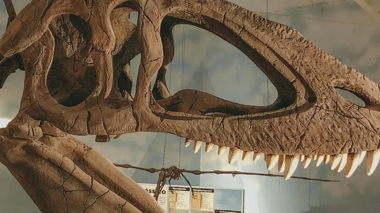 Cox menyatakan bahwa lingkungan yang menyebabkan kepunahan dinosaurus ini dapat tercipta hanya dari aktivitas vulkanisme, tanpa adanya asteroid.
