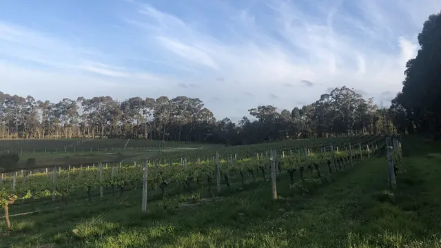 Kebun Anggur di Margaret River