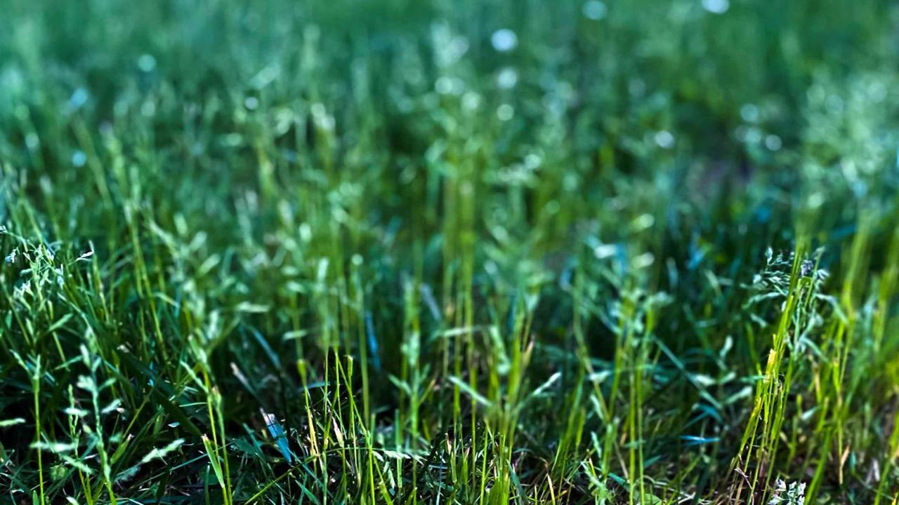 3. Rumput Kentucky Bluegrass