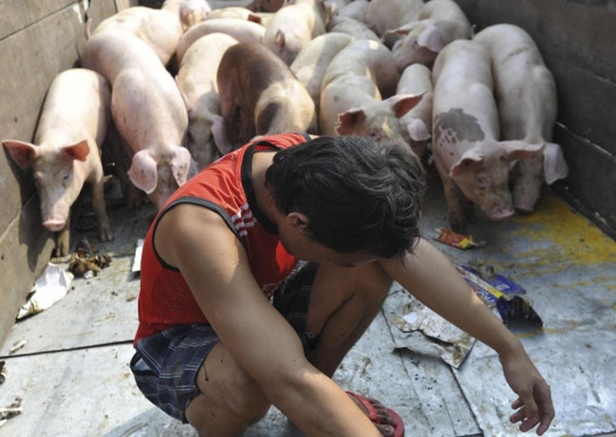 Pemindahan ratusan babi dari bantaran Sungai Cisadane