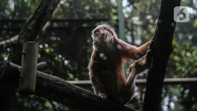 FOTO: Melihat Kondisi Hewan di Ragunan Pasca Penerapan WFH dan PSBB
