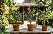 15 Tanaman Buah yang Cocok Ditanam di Pot Kecil di Teras Rumah dengan Lahan Terbatas