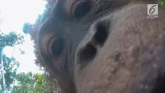 Pengalaman lucu seorang fotografer yang kameranya diambil orangutan saat berkunjung ke wilayah Tanjung Puting, Kalimantan.