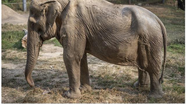 Tulang Belakang Gajah di Thailand Ini Cacat Permanen Usai Selama 25 Tahun Angkut Turis