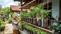 Top 3 Citizen6: Inspirasi Kebun Cabai Gantung dari Botol Bekas hingga Jenis Roster Bikin Rumah Sejuk