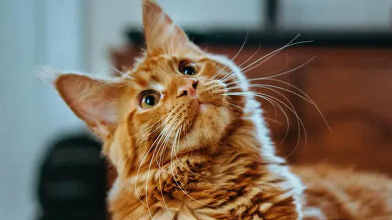 Tak Hanya Bobby Kertanegara, Hewan-hewan Ini juga Mendapat Kasih Sayang Luar Biasa dan Perhatian Dunia