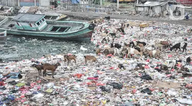 Kawanan kambing ternak mencari makanan di tumpukkan sampah di pesisir Cilincing, Jakarta Utara, Minggu (12/6/2022). Minimnya kesadaran peternak di kawasan tersebut menyebabkan kambing berburu makanan di tempat pembuangan sampah yang dapat membahayakan kesehatan hewan, terlebih akan dijual untuk kurban Idul Adha. (merdeka.com/Iqbal S. Nugroho)