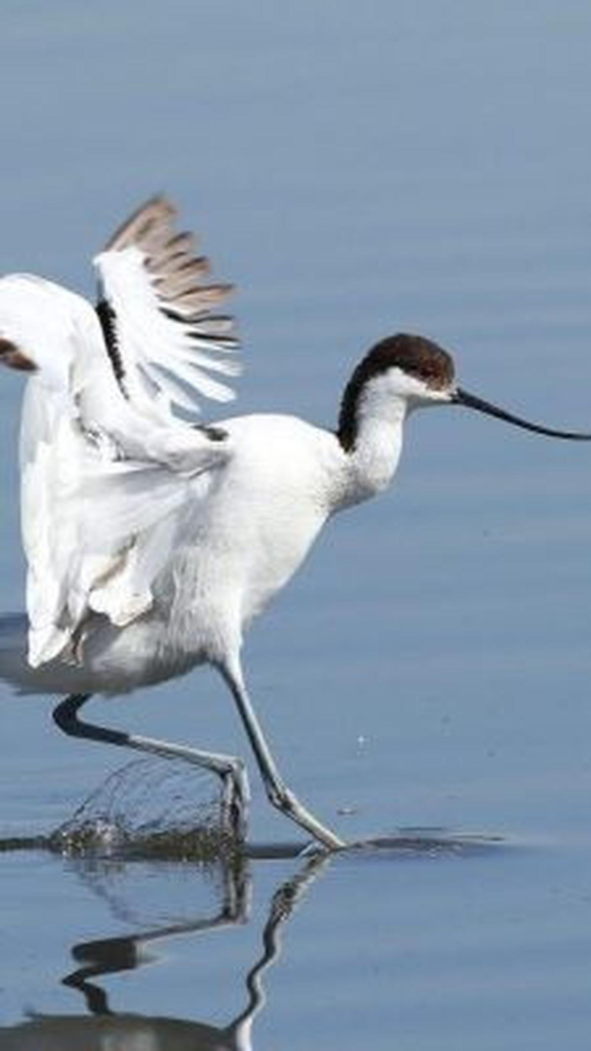 8. Burung Pied Avocet<br>