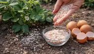 Cara Membuat Pupuk Tabur dari Cangkang Telur, Jadi Booster Tambahan Sayur di Pot