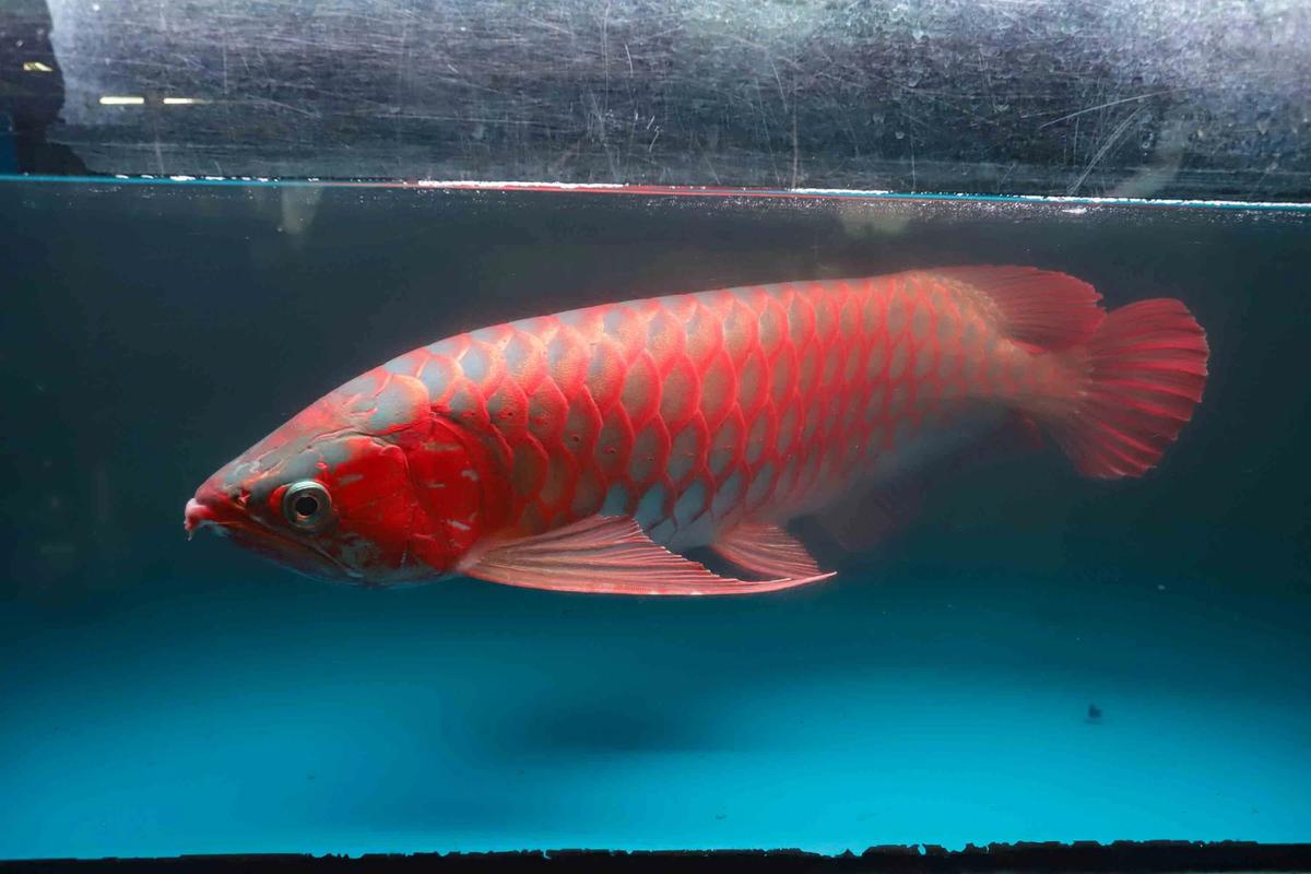 FOTO: Mengintip Proses Budidaya Arwana, Si Ikan Hias Berharga Fantastis