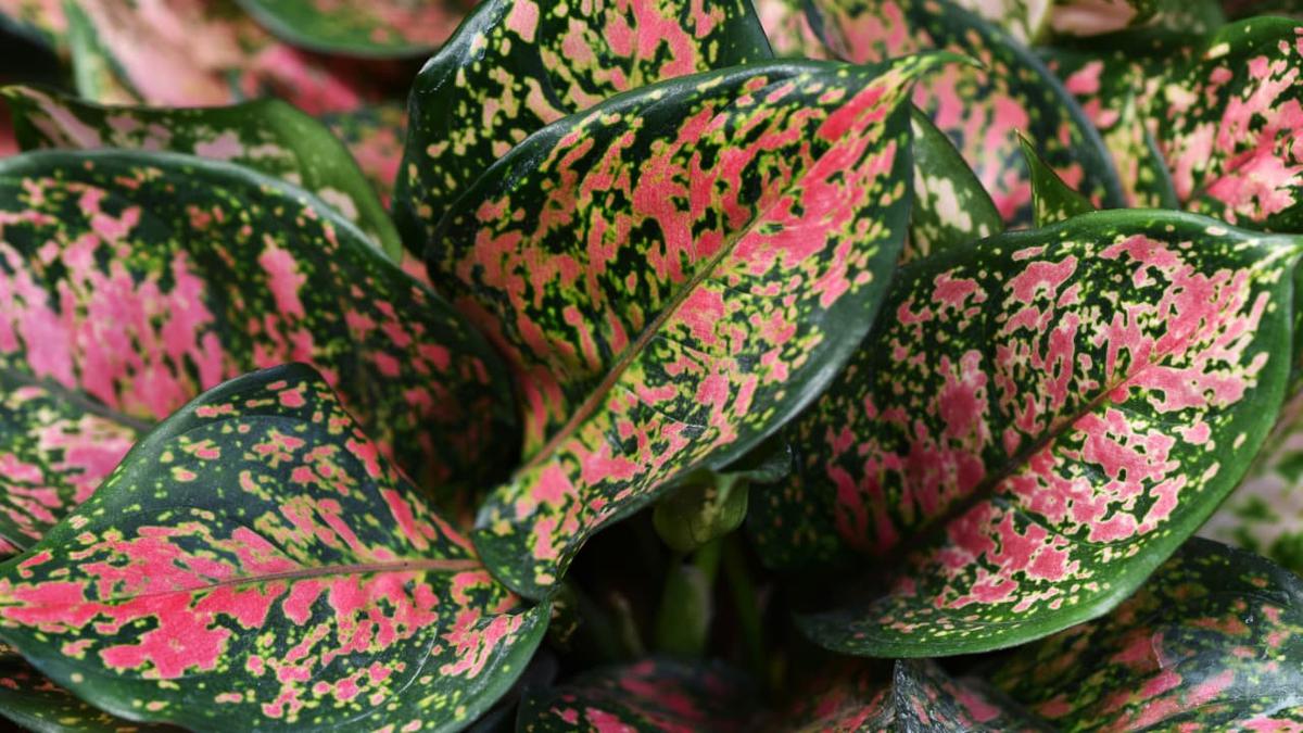 Cara Merawat Aglaonema agar Subur dan Warna Daun Cantik Jelita