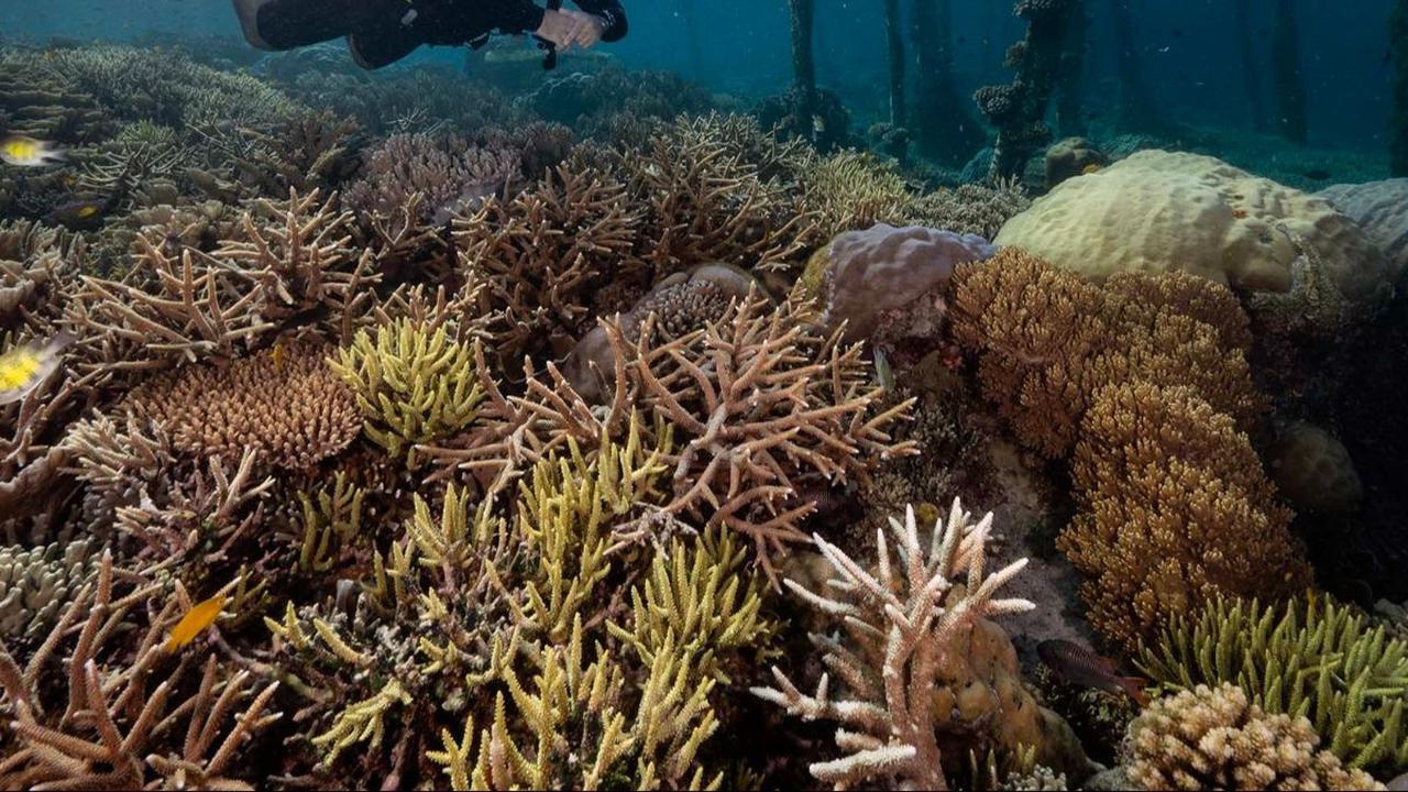 Seorang wisatawan menikmati keindahan bawah laut di Raja Ampat, Papua Barat, pada 5 November 2023. Jauh dari hiruk pikuk kota metropolitan, Raja Ampat memiliki suguhan alam yang begitu mengagumkan.