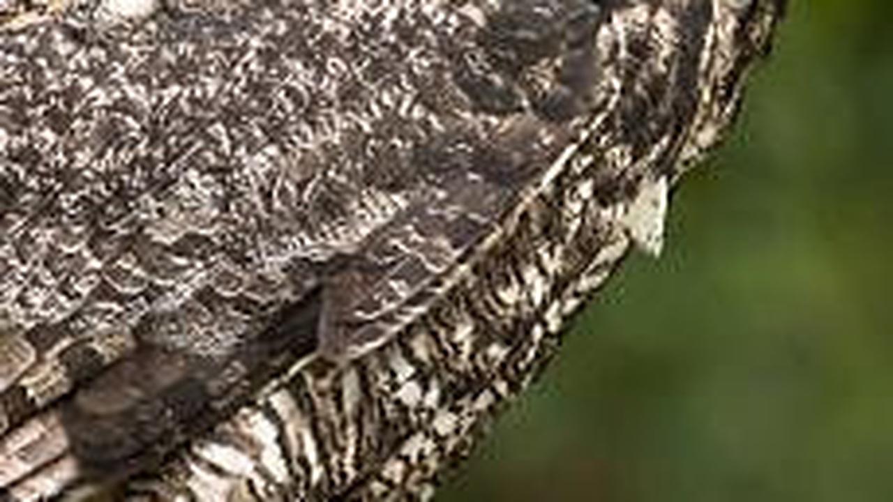 Burung Hantu Bertanduk Besar
