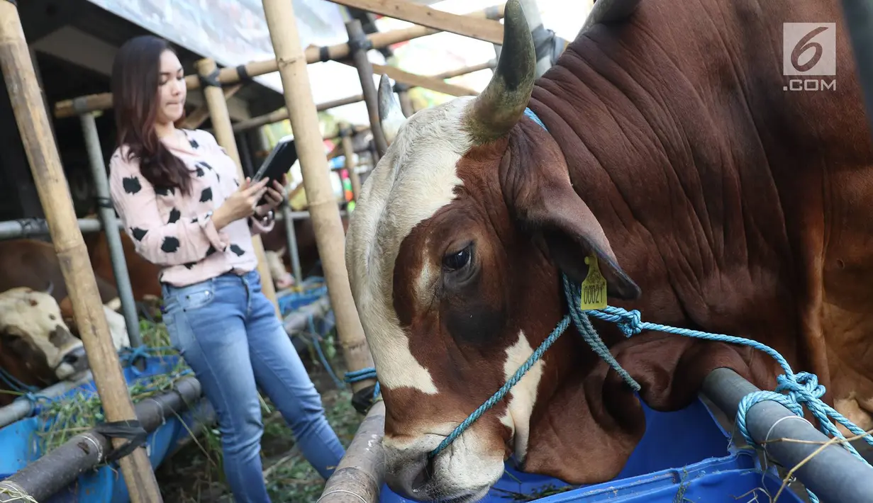 SPG mendata sapi wagyu yang dijual di Mall Hewan Qurban H. Doni, Depok, Jawa Barat, Senin (7/8). Sapi asal Jepang tersebut turut meramaikan penjualan hewan kurban di Depok yang dijual berkisar Rp75 juta hingga Rp200 juta. (Liputan6.com/Immanuel Antonius)