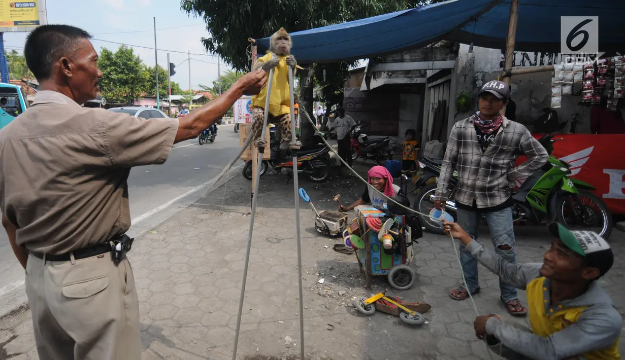 Pemudik memberi uang ke seekor monyet saat melakukan atraksi di jalur Pantura Brebes, Jawa Tengah, Kamis (22/6). Antrean kemacetan panjang para pemudik dimanfaatkan untuk mendulang rupiah para pemilik atraksi topeng monyet. (Liputan6.com/Gempur M Surya)