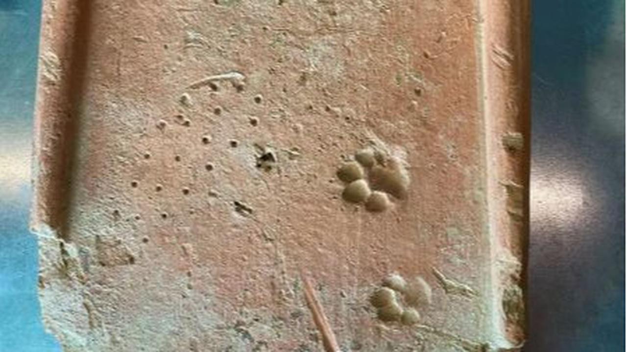 Pecahan gerabah tanah liat dengan bekas cakar kucing berusia 1.200 tahun.