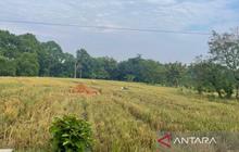 Distan Cirebon Perkuat Perlindungan Sawah Produktif Demi Ketahanan Pangan Daerah