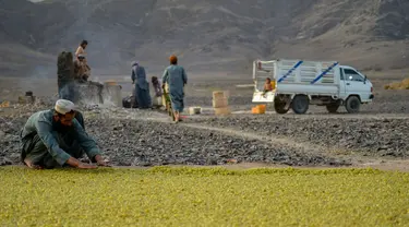 Petani meletakkan anggur ke tanah untuk dikeringkan saat membuat kismis di Kandahar, Afghanistan, 6 September 2021. (JAVED TANVEER/AFP)