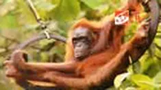 Sebuah pameran foto bertema orang utan digelar di kawasan wisata Pantai Sanur, Bali. Pameran foto bertujuan unuk menggugah kesadaran masyarakat agar ikut peduli dengan orang utan yang terancam punah di habitat aslinya. 