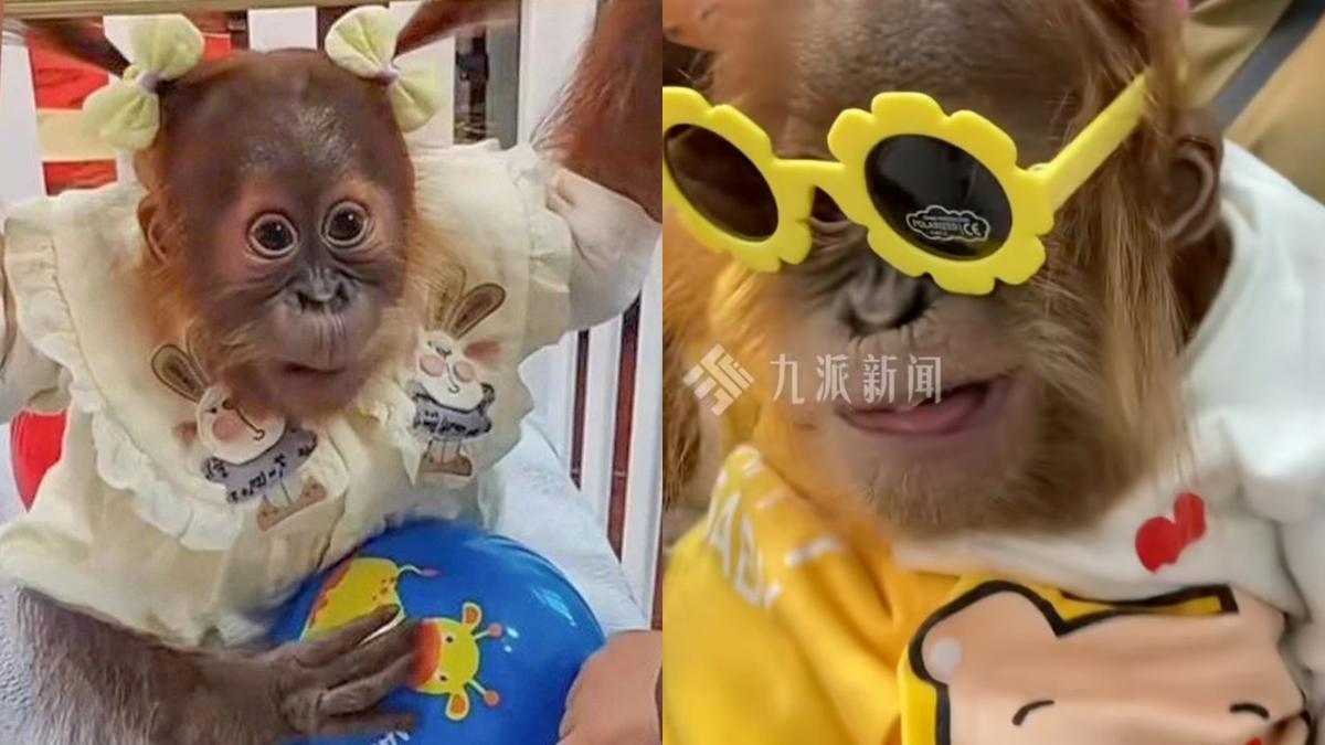 Bayi Simpanse di Kebun Binatang Ini Dikenakan Baju Bak Anak, Tuai Kontroversi