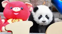 Seekor panda bermain di kandangnya dengan dekorasi Tahun Baru Imlek yang dikenal sebagai Tahun Babi, di provinsi Sichuan, China, 31 Januari 2019. Sebelas anak panda yang lahir pada tahun 2018 diperlihatkan kepada publik untuk menyambut Imlek. (STR/AFP)