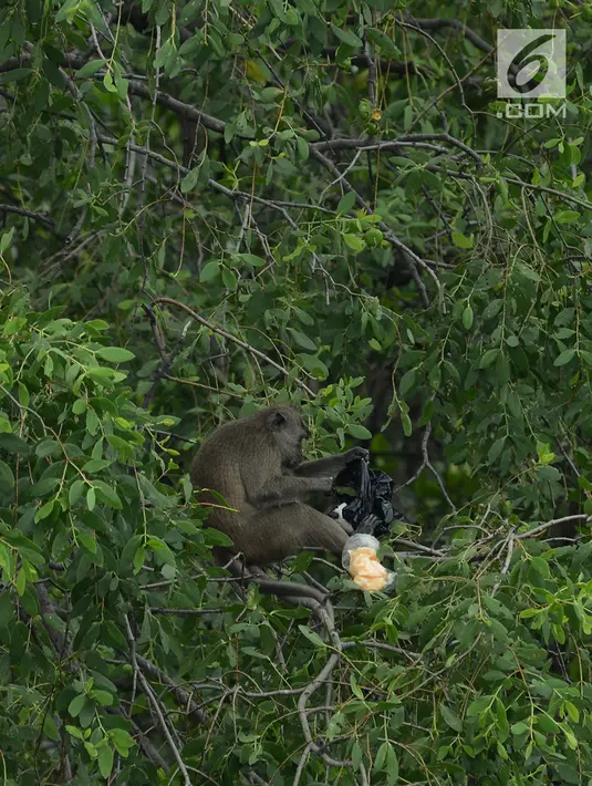 Monyet ekor panjang ilar menikmati makanan hutan Taman Marga Satwa Muara Angke, Jakarta,Sabtu (19/1). Kawasan lahan basah yang masih tersisa dengan potensi alam yang cukup tinggi adalah Kawasan Hutan Angke Kapuk. (Merdeka.com/Imam Buhori)