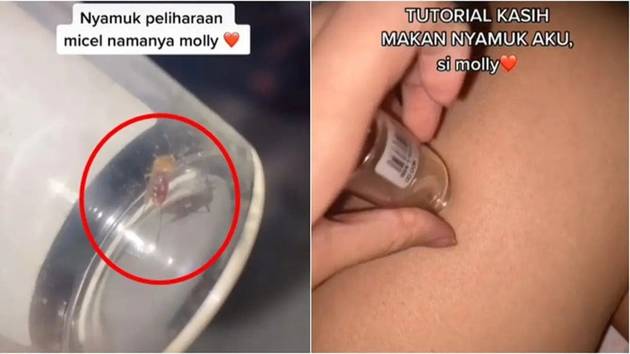Viral, Video Perempuan Pelihara Seekor Nyamuk Ini Curi Perhatian