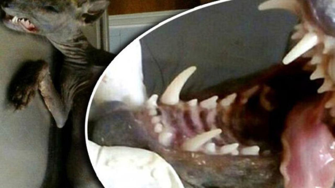 makhluk aneh, makhluk misterius