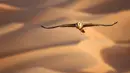 Seekor elang mencari mangsa saat terbang di atas Gurun Liwa, Abu Dhabi, Uni Emirat Arab, Sabtu (9/1/2021). Elang menjadi simbol budaya Uni Emirat Arab berkat keterampilan dan kepribadian mereka yang berkarakter. (Karim SAHIB/AFP)