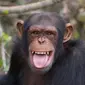 Ilustrasi simpanse (iStock)