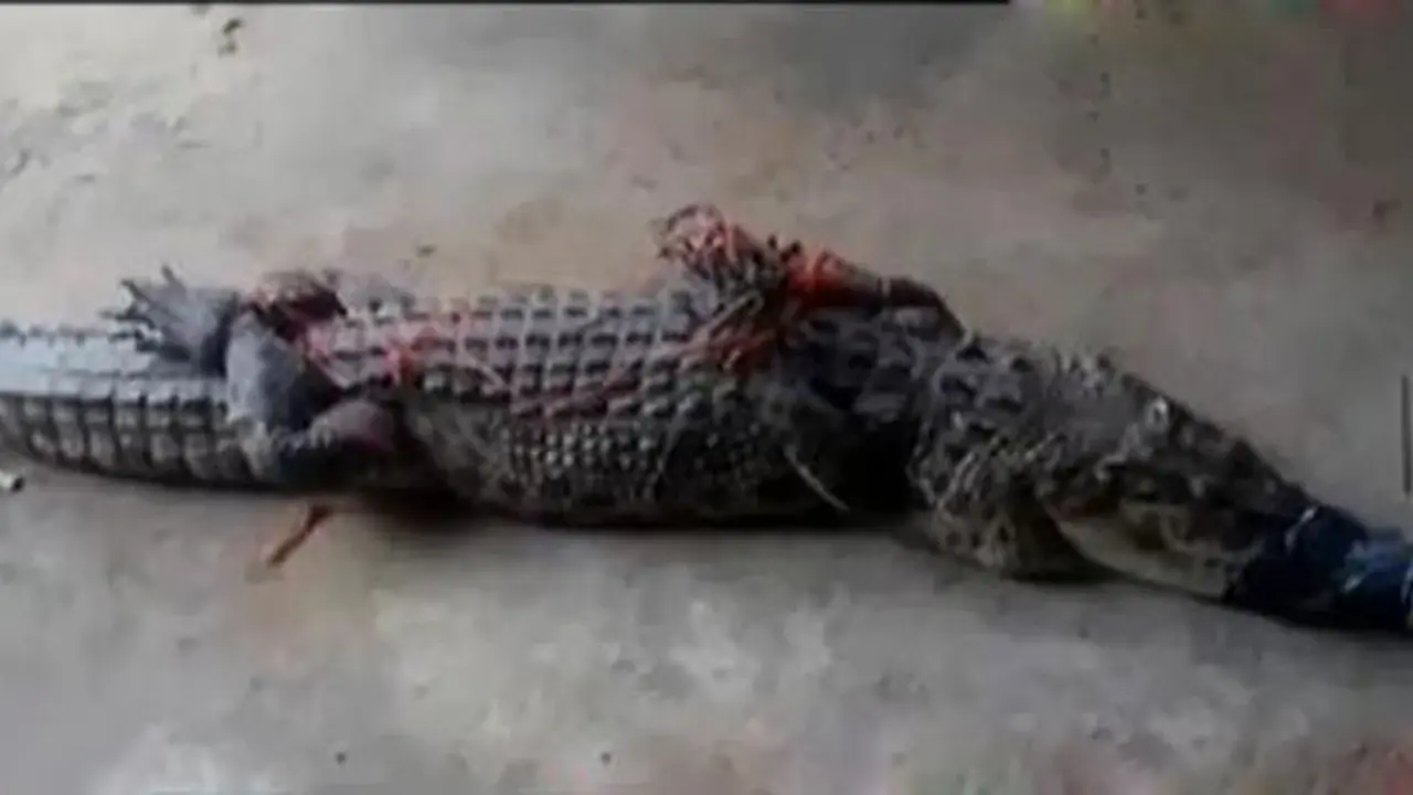 Buaya