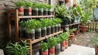 Cara Tanam Kangkung di Toples Bekas Astor untuk Berkebun di Lahan Terbatas