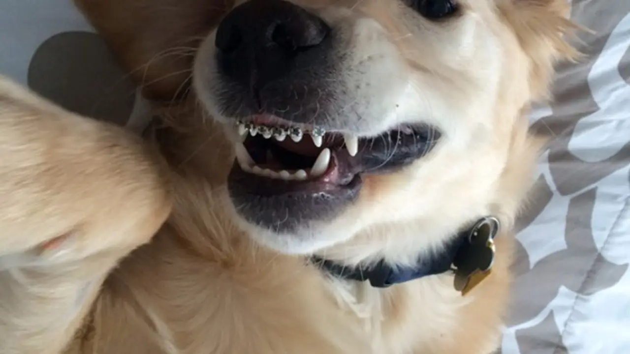 Tak Bisa Menutup Mulut, Anjing Ini Dipasangi Kawat Gigi